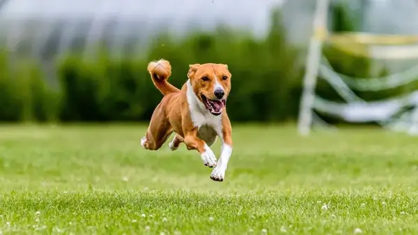 cachorro brincando