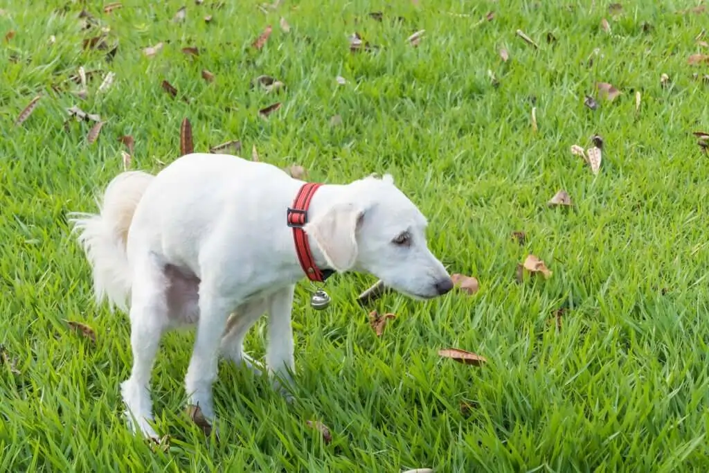 cachorro com diarreia