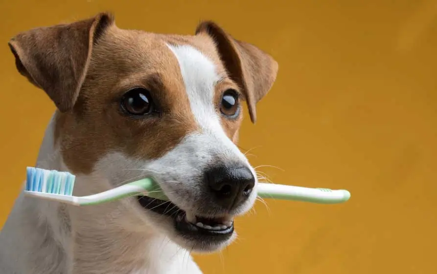 cachorro com escova na boca