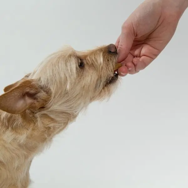 Cachorro Pode Comer Paçoca?