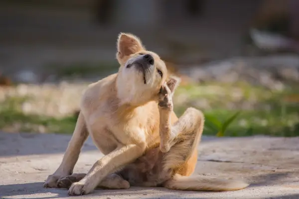 cachorro se coçando