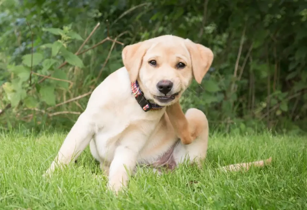 cachorro se coçando