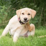 cachorro se coçando