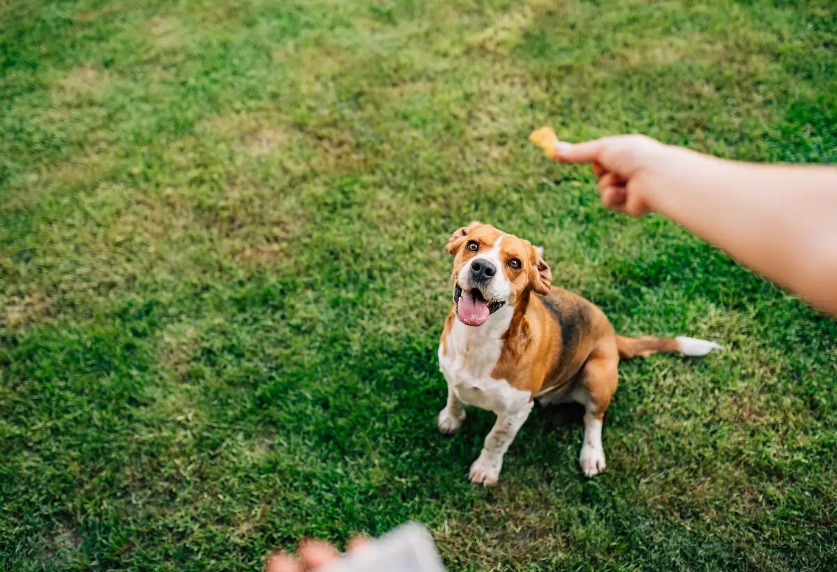 calcio para cães