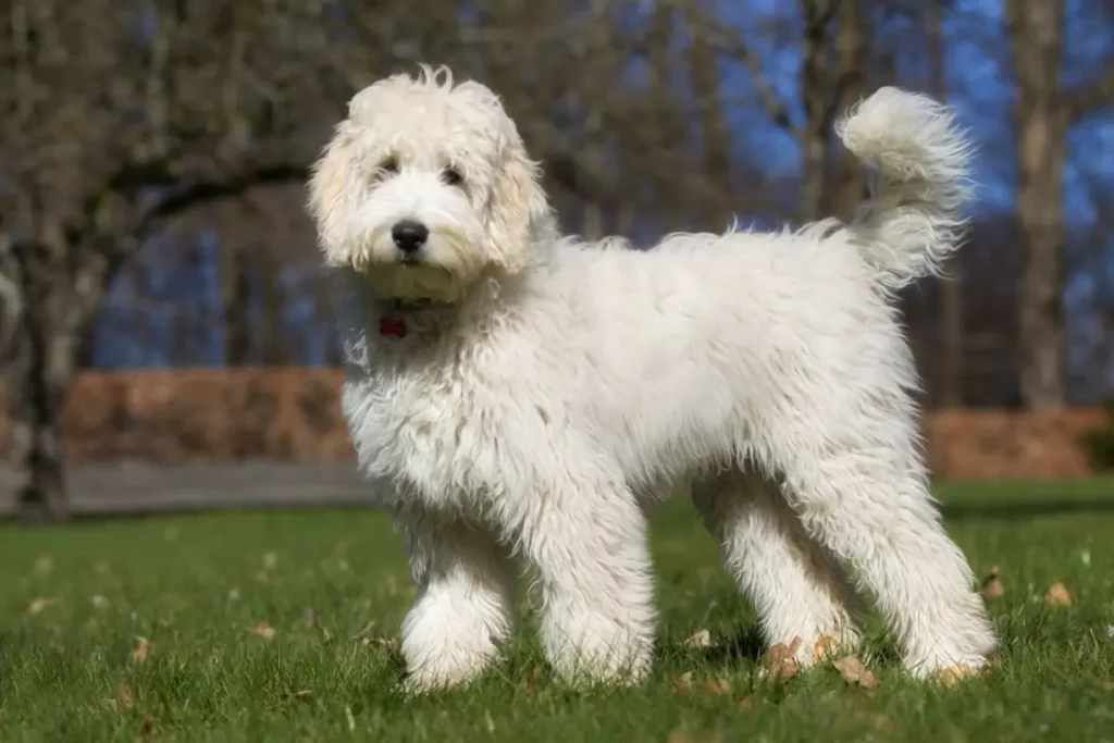 calcio para cães