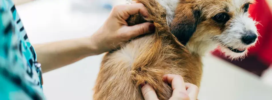 Examinando Dermatite Seborreica em um Cachorro