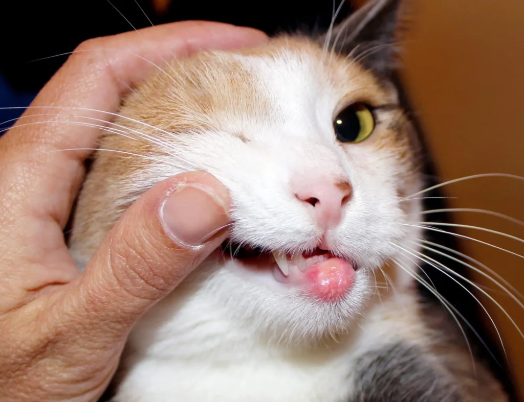 gato com mau hálito