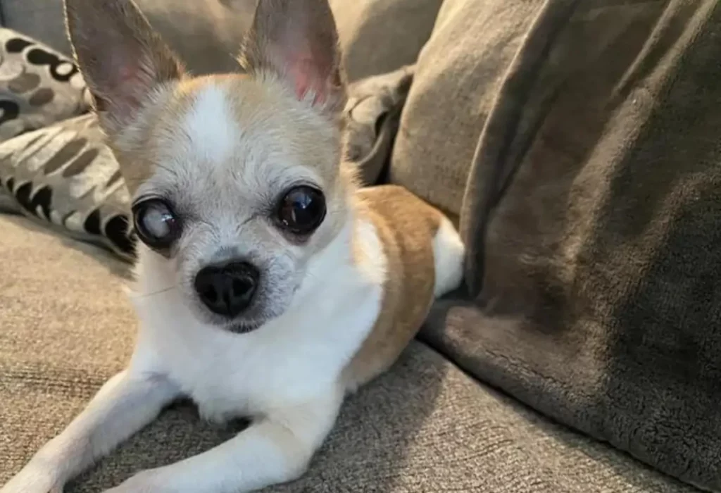 Cachorro com Olho Branco