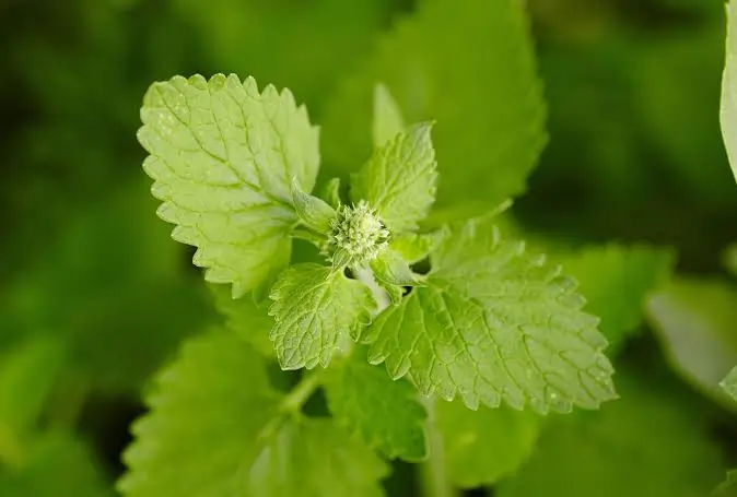 O Que é Catnip, a planta de gato