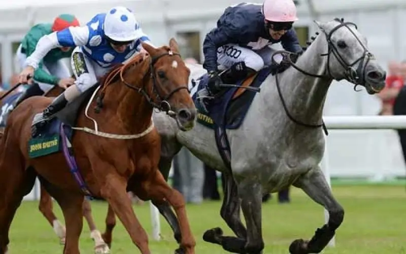 cavalo puro sangue ingles correndo