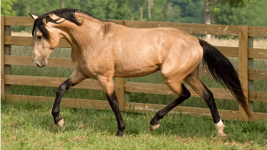 cavalo puro sangue lusitano