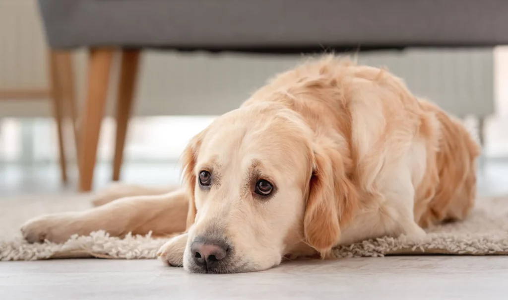 cachorro com diarreia